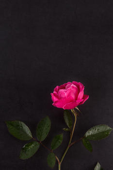 单枝玫瑰图片素材免费下载