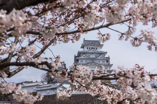 日本姬路城樱花图片素材免费下载