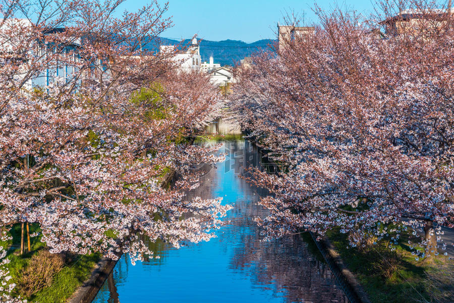 日本京都二十石舟舫樱花图片素材免费下载