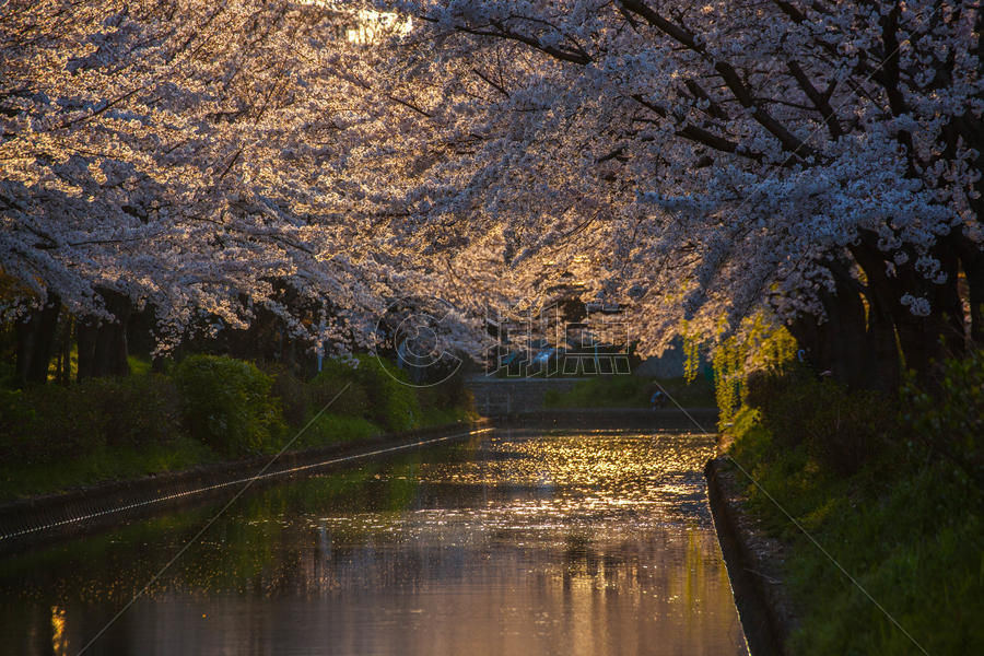 日本京都二十石舟樱花图片素材免费下载
