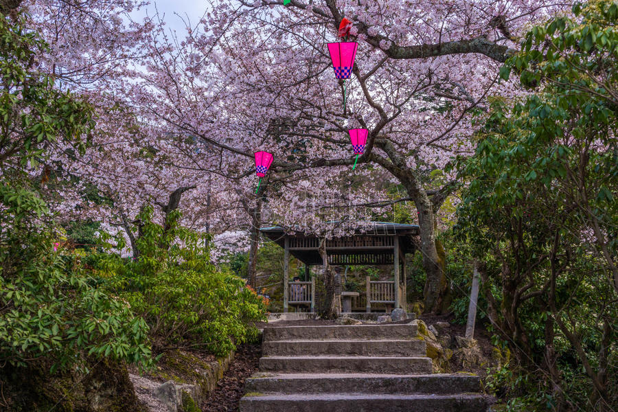日本广岛宮岛神社樱花图片素材免费下载