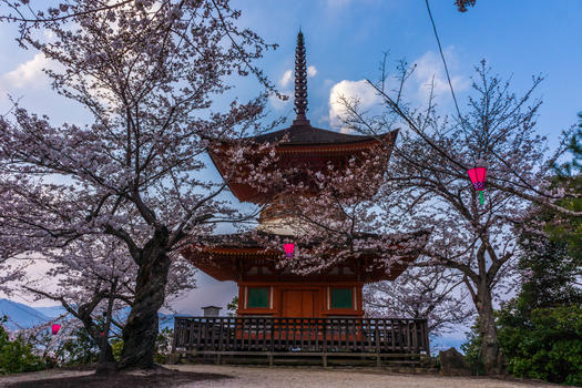 日本广岛严岛神社樱花图片素材免费下载
