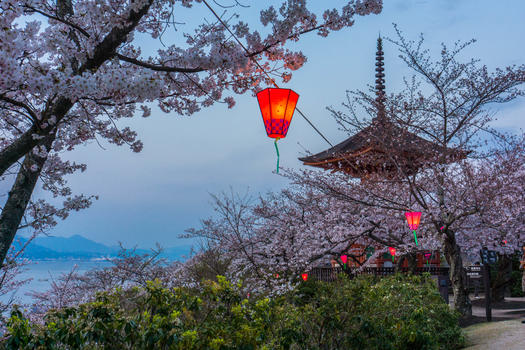 日本广岛严岛神社樱花图片素材免费下载