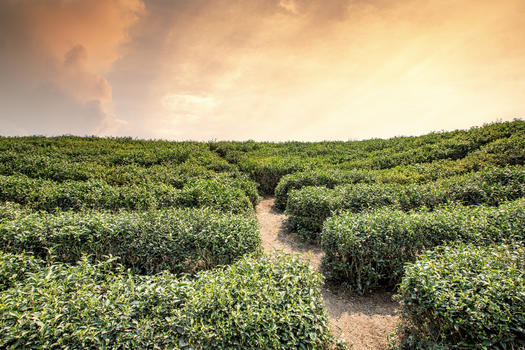 茶叶种植园图片素材免费下载