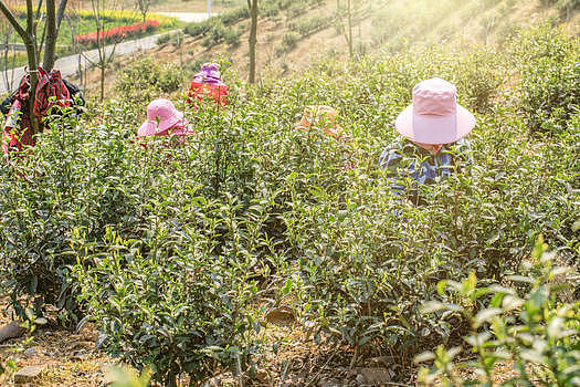 茶叶种植园采摘人员图片素材免费下载