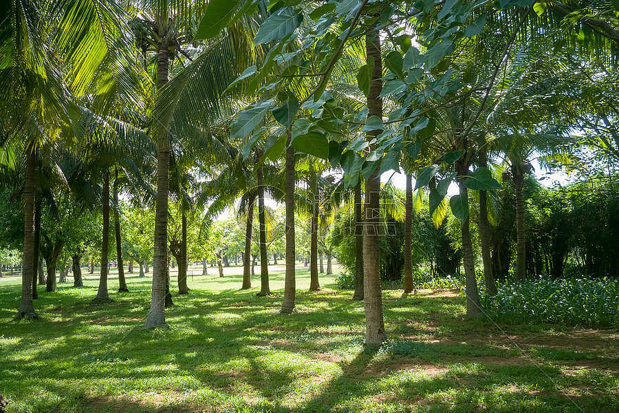 海南椰林风光图片素材免费下载
