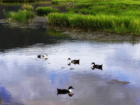 云南泸沽湖草海野鸭图片素材免费下载