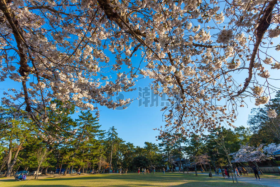 日本奈良奈良公园图片素材免费下载