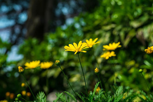 春天黄金菊盛开低视角图片素材免费下载