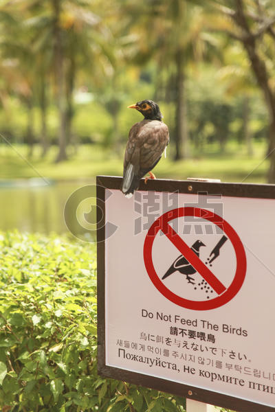 禁止喂食鸟类的指示牌图片素材免费下载