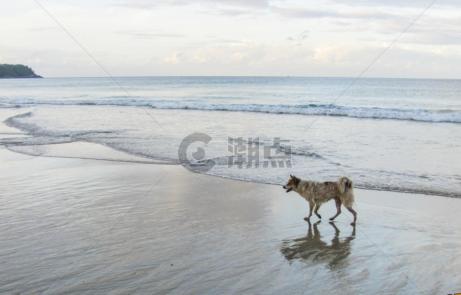 一只狗走在早晨的海滩图片素材免费下载