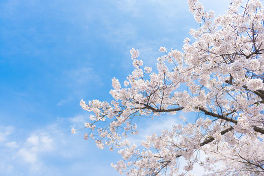 青岛中山公园樱花图片素材免费下载