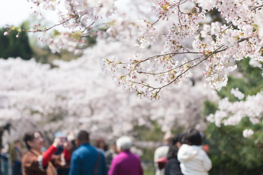 青岛中山公园樱花图片素材免费下载