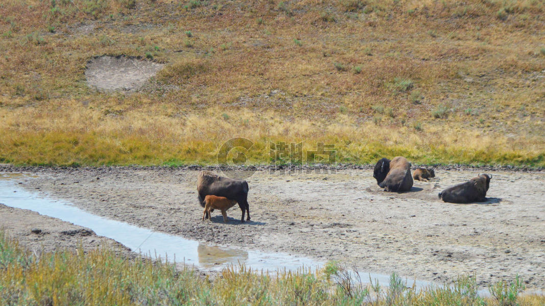美国黄石国家公园美洲野牛图片素材免费下载