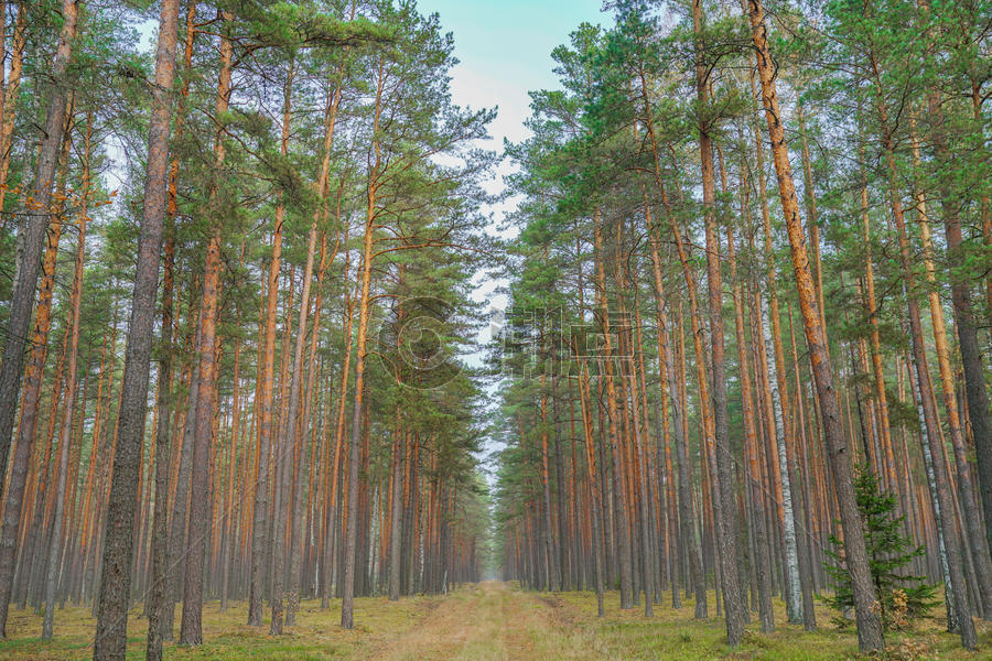 森林秋景图片素材免费下载