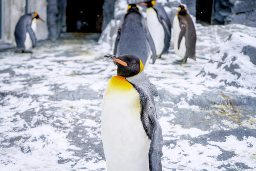 日本北海道旭川动物园企鹅图片素材免费下载