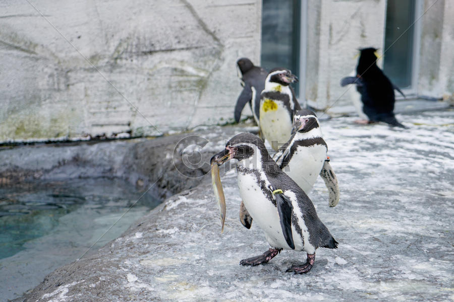 日本北海道旭川动物园企鹅图片素材免费下载