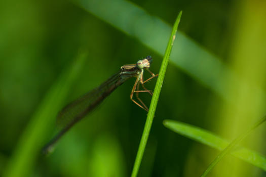 停息在花草上的蜻蜓图片素材免费下载