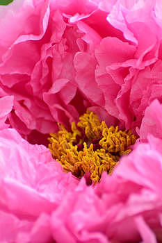 牡丹花花朵图片素材免费下载