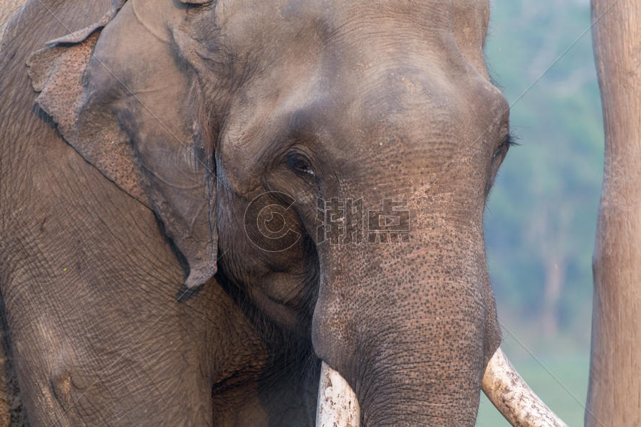 尼泊尔奇特旺大象保护基地图片素材免费下载