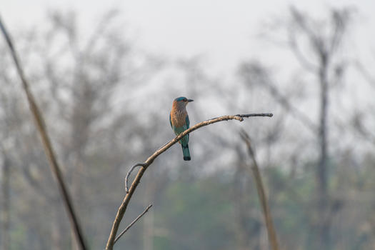尼泊尔奇特旺的翠鸟图片素材免费下载