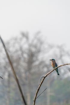 尼泊尔奇特旺的翠鸟图片素材免费下载