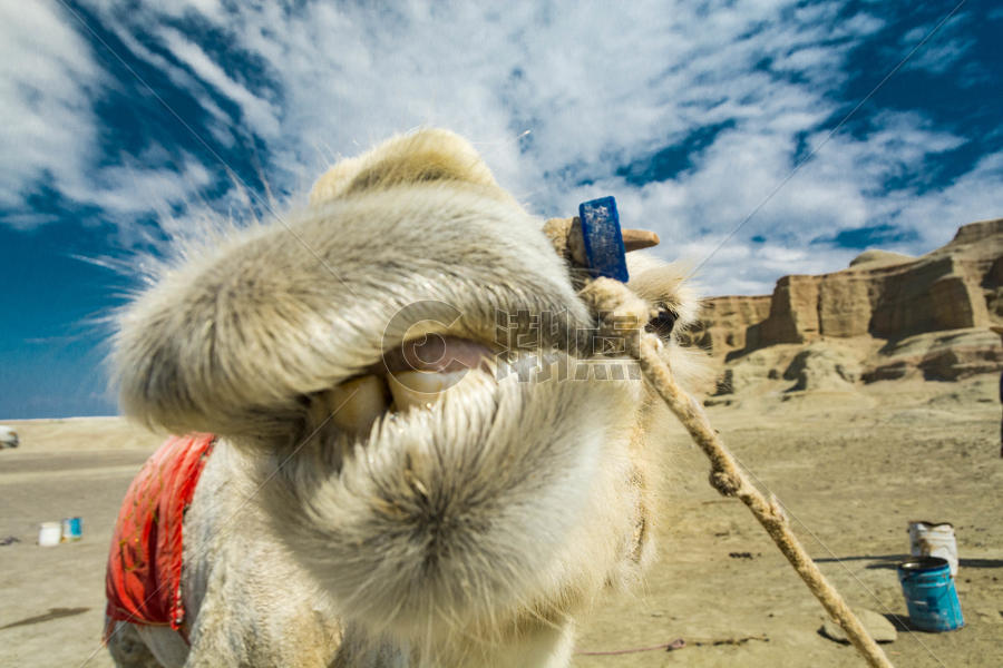 骆驼图片素材免费下载
