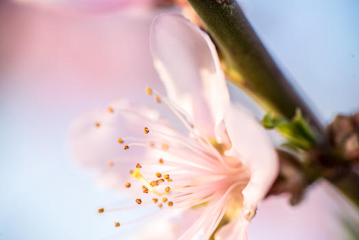 春天桃花盛开图片素材免费下载