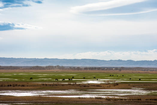 新疆春季沼泽湿地草原牧场图片素材免费下载