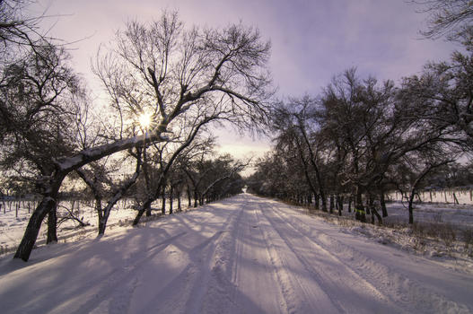 冬季雪景道路树木图片素材免费下载