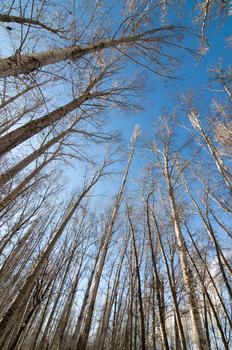 新疆冬季白桦林风光图片素材免费下载
