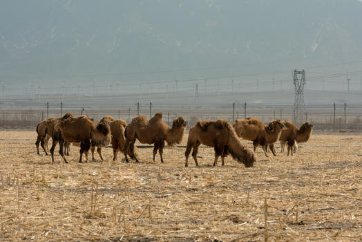 牲畜农牧业发展经济生产骆驼图片素材免费下载