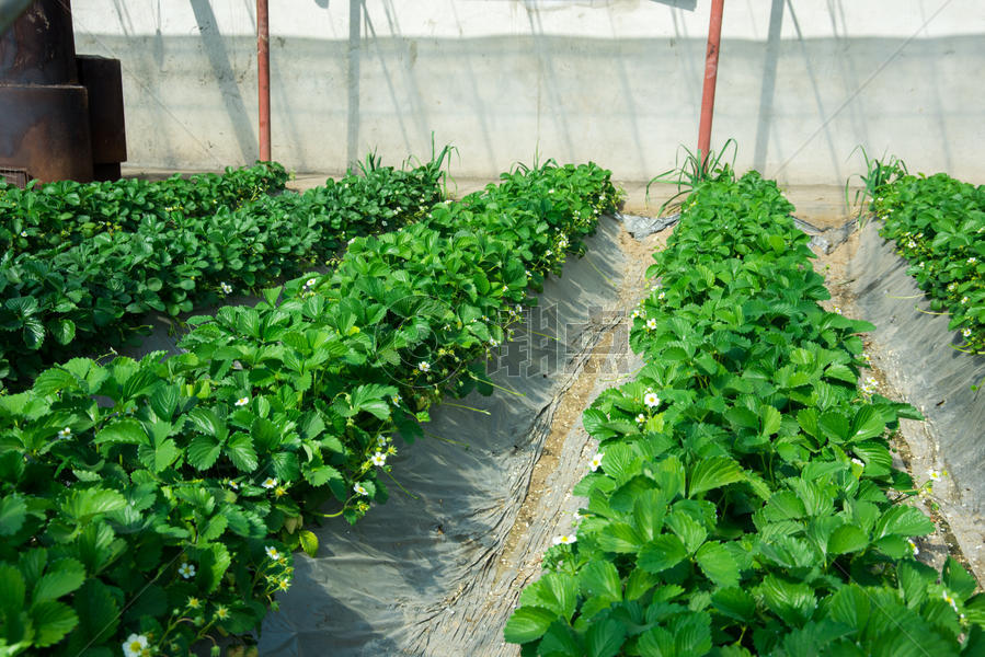 农业技术温室大棚草莓种植扶贫项目图片素材免费下载