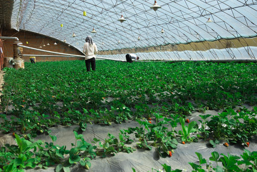 农业技术温室大棚草莓种植扶贫项目图片素材免费下载