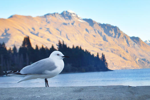 新西兰皇后镇海鸥图片素材免费下载