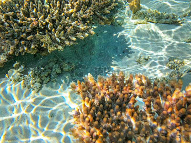 马来西亚仙本那海底珊瑚图片素材免费下载