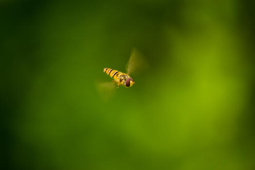 飞舞中的蜜蜂图片素材免费下载