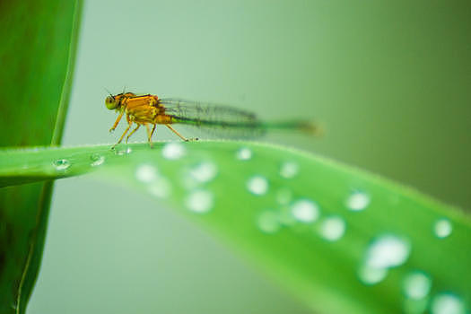 雨后的蜻蜓图片素材免费下载