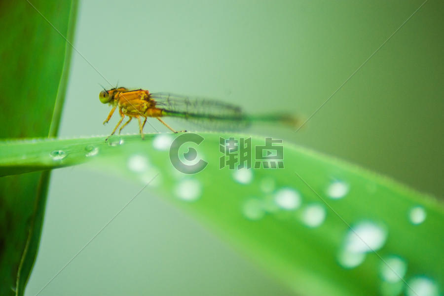 雨后的蜻蜓图片素材免费下载