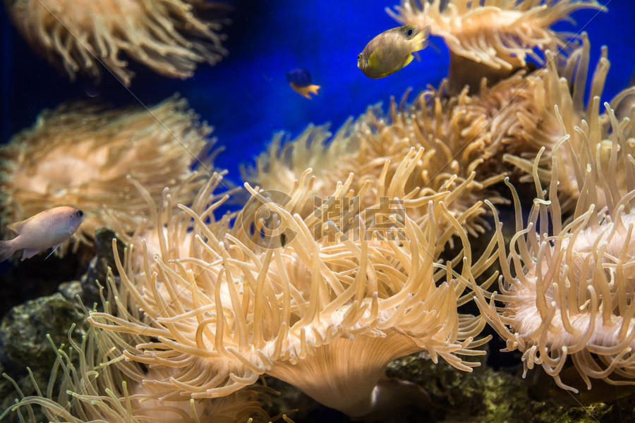 各式各样的海底海葵图片素材免费下载