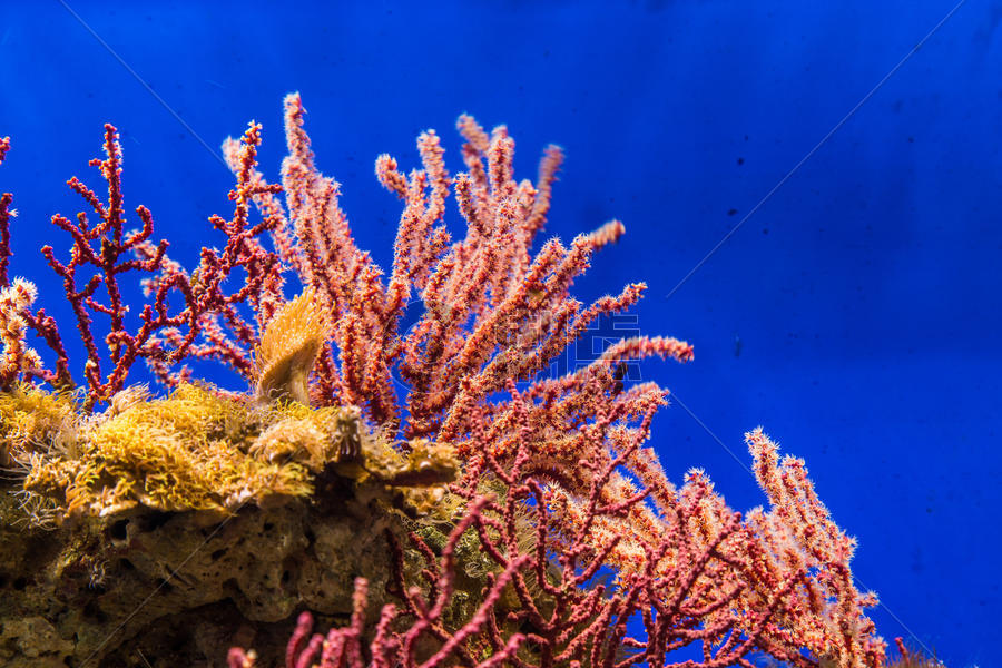 美丽的海底珊瑚礁图片素材免费下载