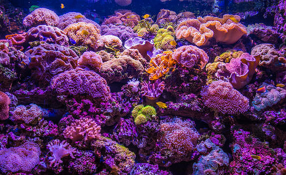 美丽的海底珊瑚礁图片素材免费下载