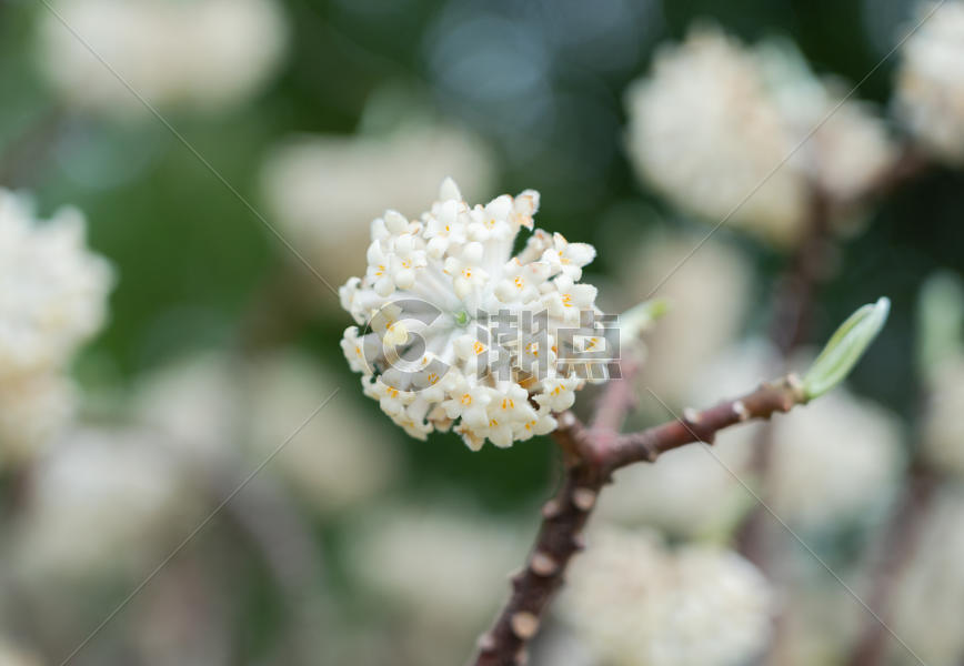 枝头上的白色小花结香特写图片素材免费下载