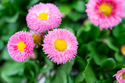 粉色雏菊盛开图片素材免费下载