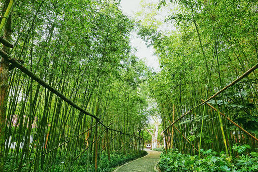 幽静的竹林步道图片素材免费下载