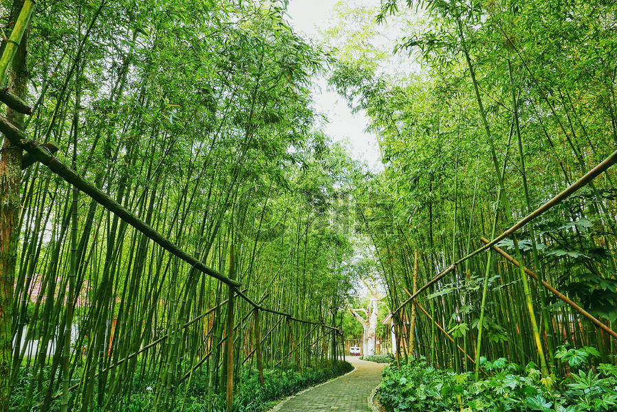 幽静的竹林步道图片素材免费下载
