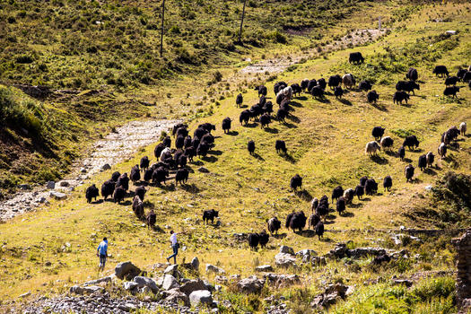 青藏高原上的牦牛群图片素材免费下载