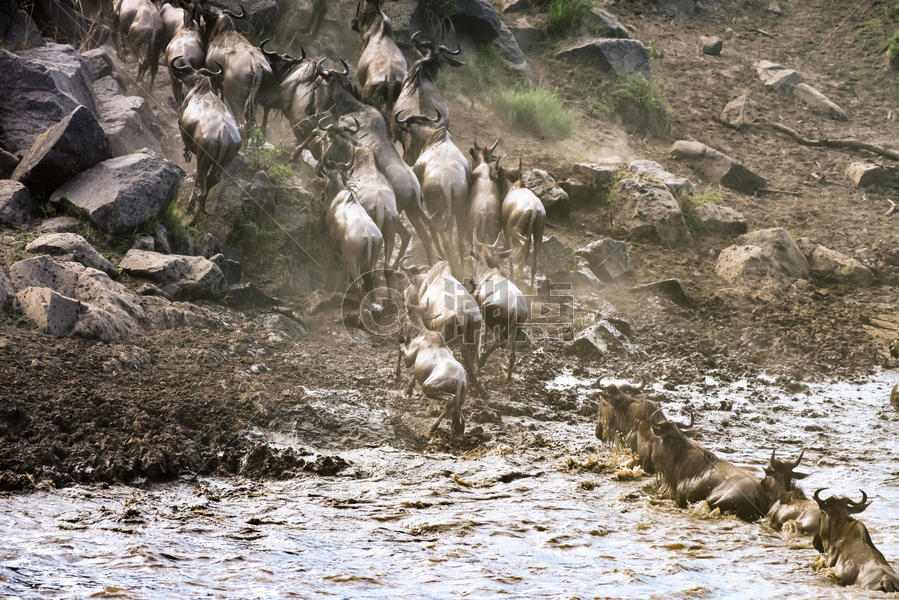 东非动物大迁徙图片素材免费下载
