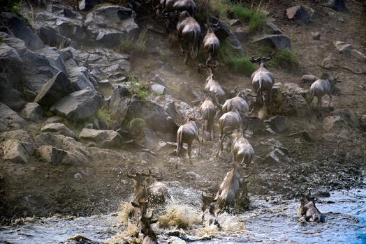 肯尼亚动物大迁徙图片素材免费下载