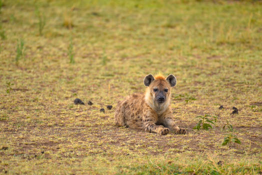 东非鬣狗图片素材免费下载